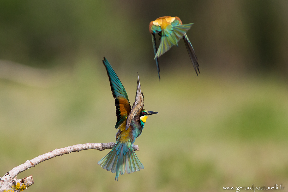 Bee eater 82
